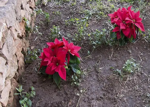 молочай красивейший уход в домашних