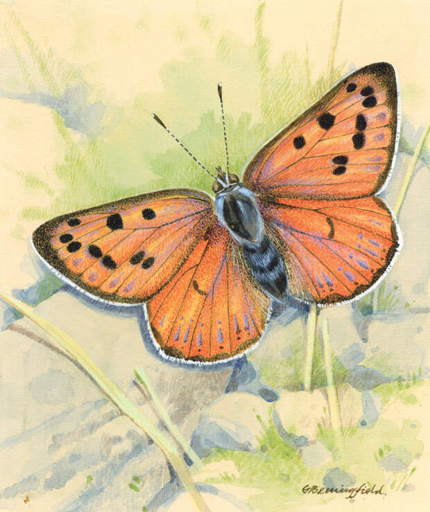 Мир бабочек Бенингфилда