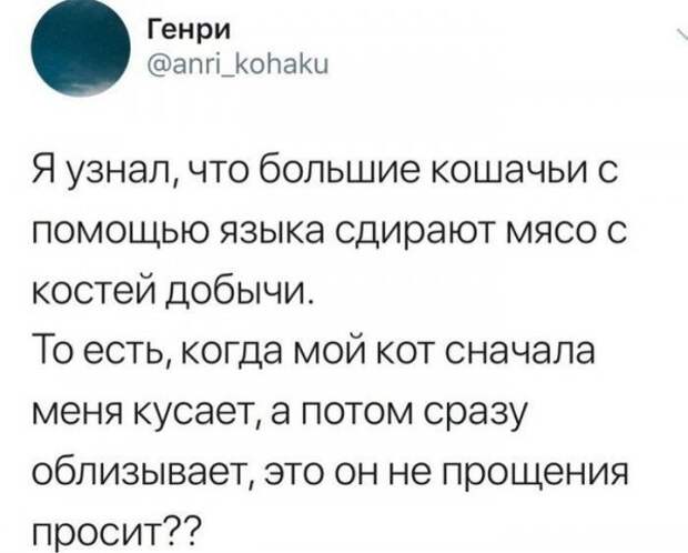 20 причин, по которым котов лучше не злить