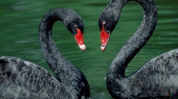 Два чёрных лебедя