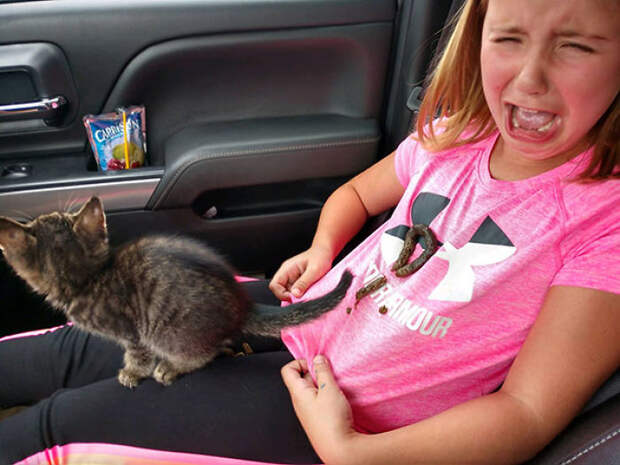 Elyse Brought Home A New Kitty Today! Gavin Hoefs Recorded Them Bonding On The Way Home