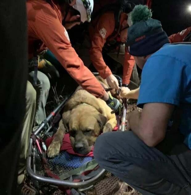 Спасательный отряд спустил с горы пострадавшую собаку