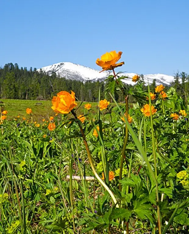 Купальница Ергаки