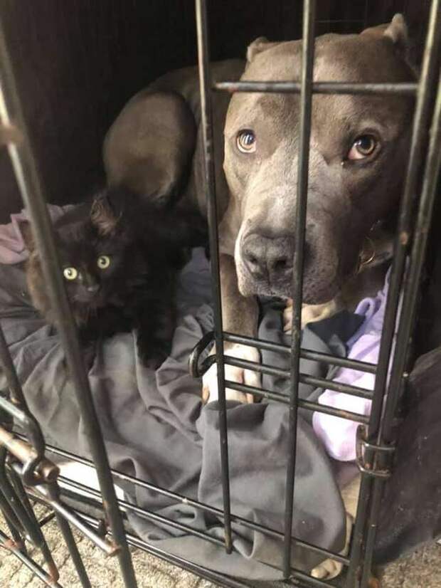 питбуль и кот
