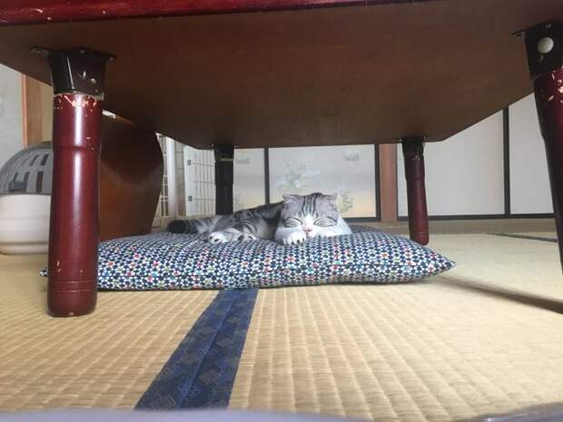 Японский отель, в котором можно взять кота в аренду