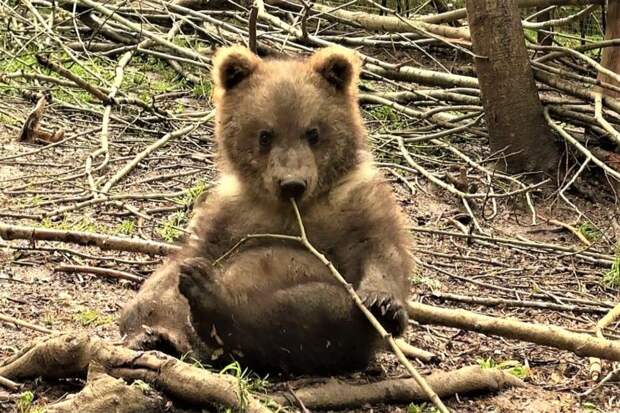 Пужа из Республики Коми не может подружиться с медвежатами в Тверской области