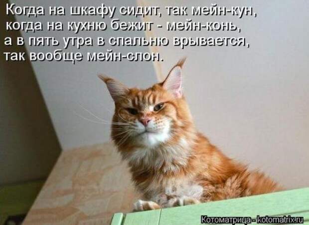 Котоматрицы