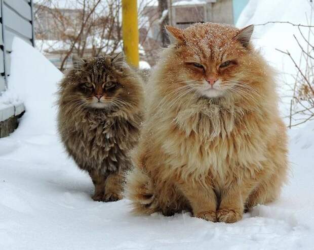Кошландия — огромная семья сибирских кошек, живущая в Барнауле барнаул, домашний питомец, животные, кошка, семья, сибирь