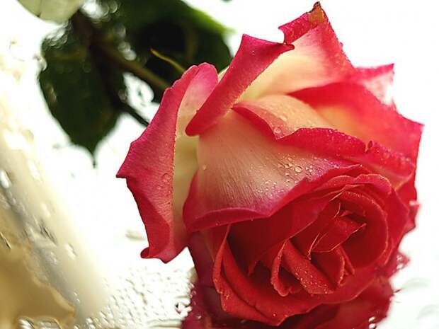 1322409034_3932856_c2fb8a14 (700x525, 73Kb)