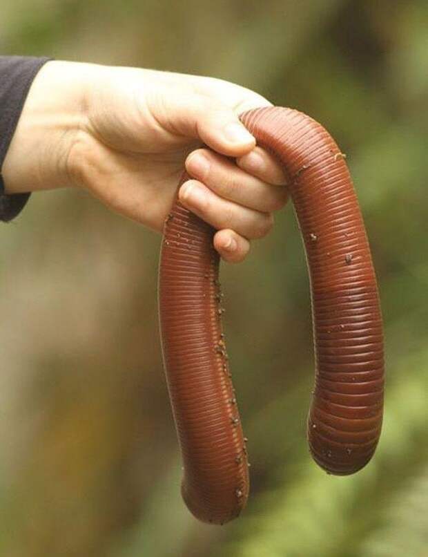 А вот еще наживка. Всем наживкам наживка - гигантский дождевой австралийский червь животные, интересное, природа, факты, черви