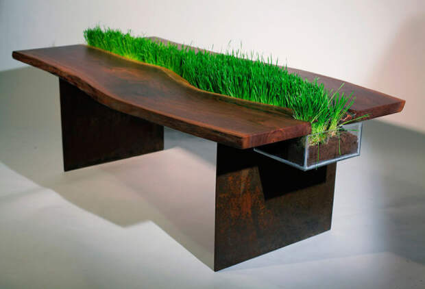 Кошачья трава, растущая из стола.