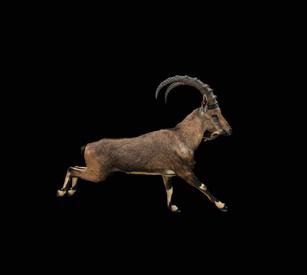 Нубийский горный козел, Capra nubiana (уязвимые, VU):