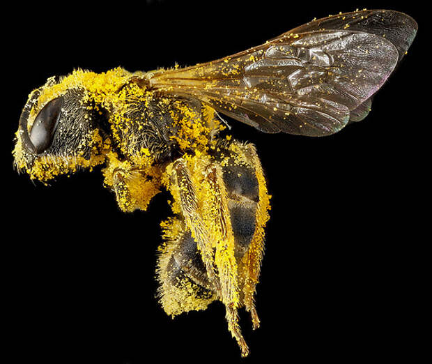 Портреты пчел (10 фото)