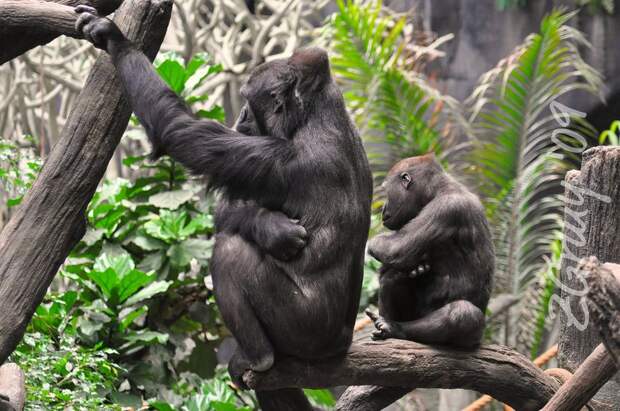 MiniMe24 Ударная доза мимимишности: зверята и их увеличенные копии