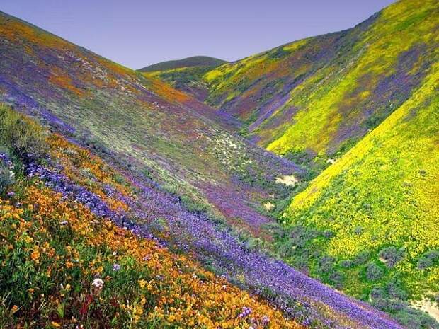 Малоизвестные чудеса света. Долина цветов в Инди.