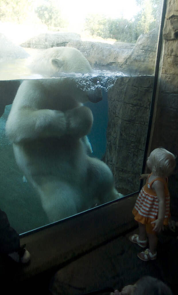 Белый медведь в аквариуме зоопарка. Животные и дети