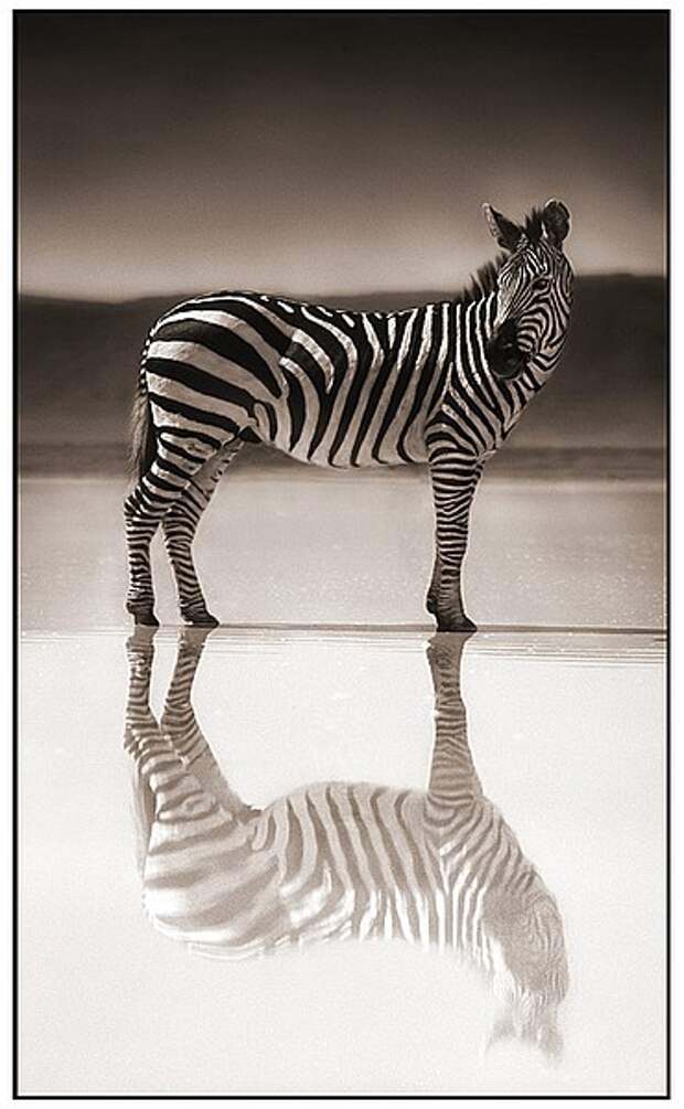 фотографии африки. Nick Brandt