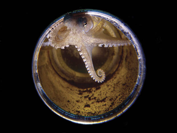 Изумительные снимки, победившие в конкурсе подводной фотографии Scuba Diving 