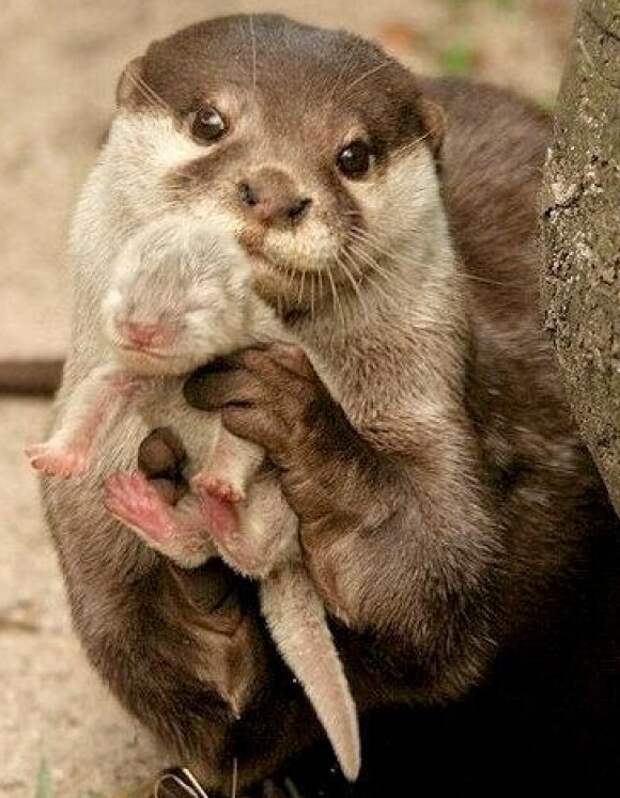 l-otter-and-baby-620x