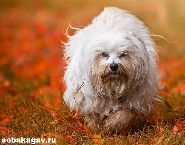 Гаванский бишон собака. Описание, особенности, уход и цена гаванского бишона