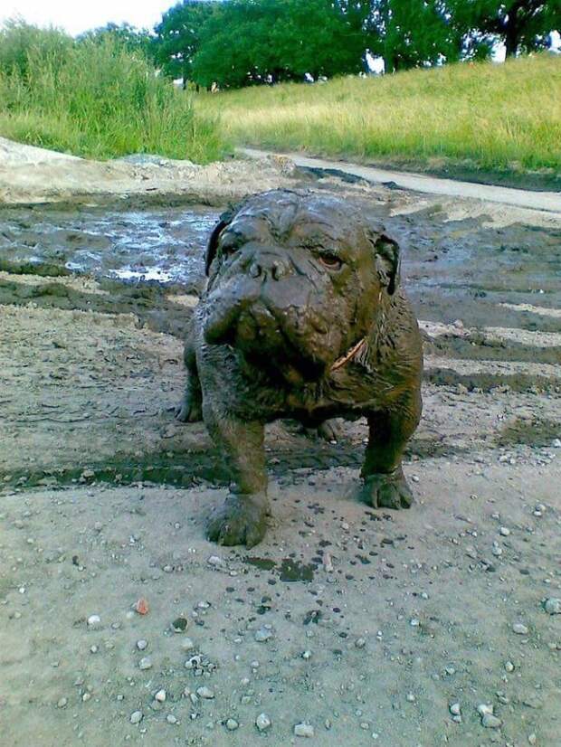 20+ фото собак, которые не стесняются своих странностей