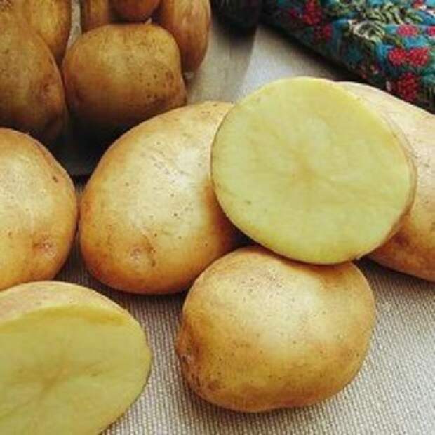 лечение боли в суставах картофелем