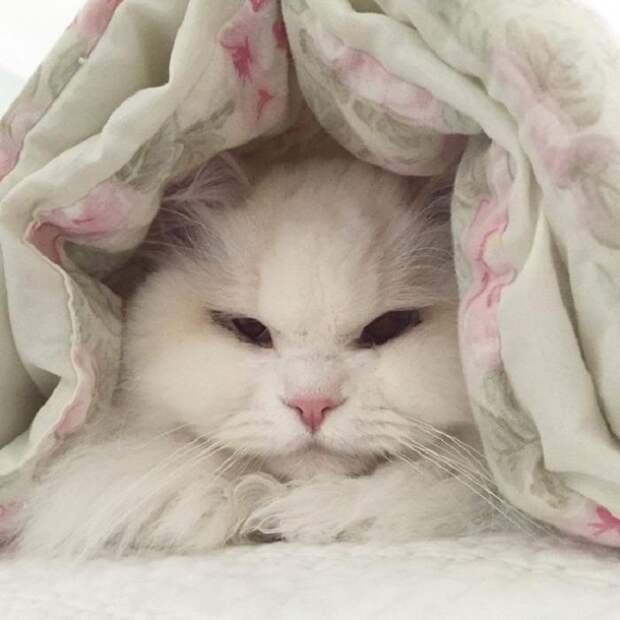 Семья подобрала бродячую кошку. Никто и представить не мог, какой она станет через некоторое время