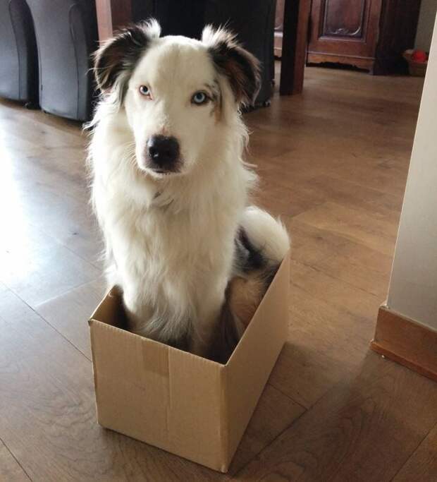 Собаки, которые проводили много времени с котами и переняли их привычки Собаки, которые проводили много времени с котами и переняли их привычки