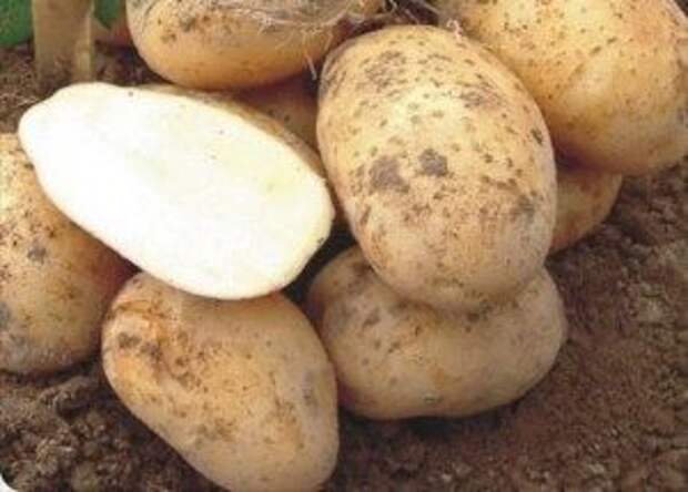 высокоурожайный сорт картофеля для Подмосковья с фото