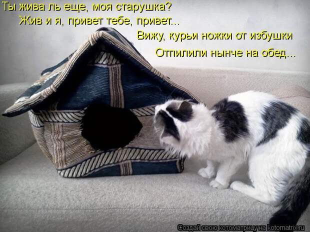 Котоматрица: Ты жива ль еще, моя старушка? Жив и я, привет тебе, привет... Вижу, курьи ножки от избушки Отпилили нынче на обед...