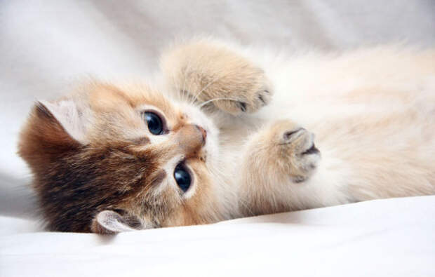 кот, кошка, котенок.
