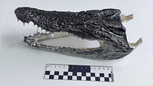 Сувенир с зубами: в багаже туриста в Новосибирске нашли головы крокодилов