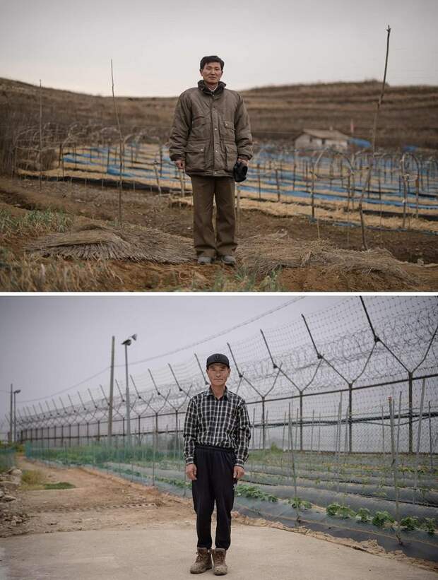Вверху — фермер на фоне поля женьшеня, северокорейский город Кэсон. Внизу — также фермер стоит на своем поле, которое находится около забора демилитаризованной зоны — границы между Северной и Южной Кореей кндр, люди, северная корея, сравнение, страны, южная корея