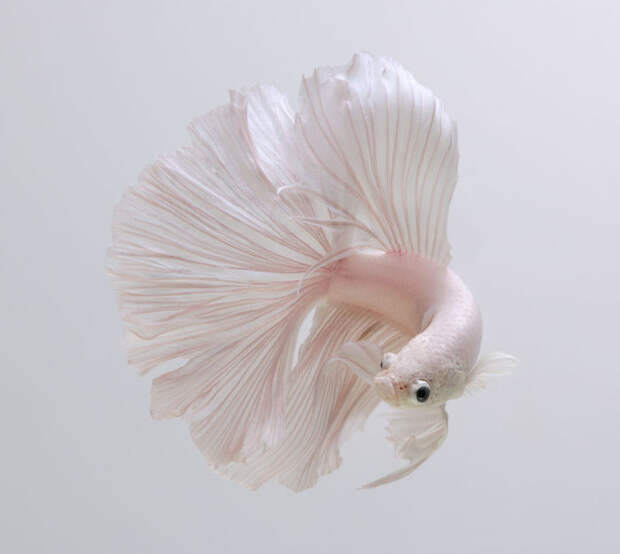 The Elegant And Fantastic Poses Of Aquarium Fish Captured By A Thai Photographer
