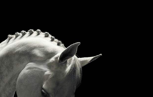 Фотопроект Equus: Красота Лошади