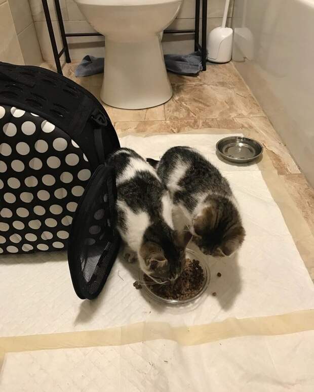 помощь котятам котята кушают