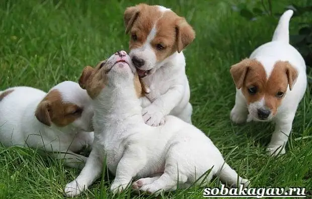 Джек Рассел терьер собака. Описание, особенности, уход и цена Джек Рассел терьера