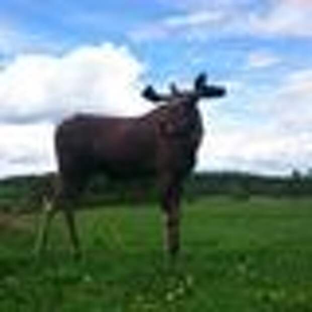 Moose can only be milked during the warmer months.