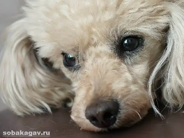 Карликовый пудель собака. Описание, особенности, уход и цена карликового пуделя