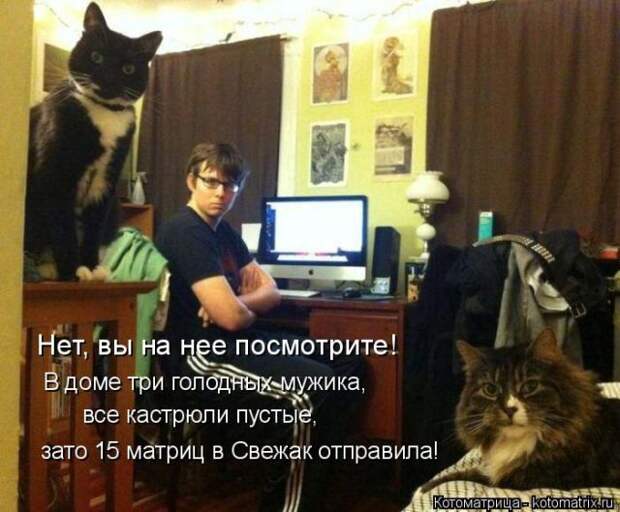 Лучшие котоматрицы недели (50 фото)