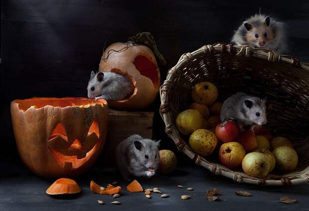hamsters02 hamsters02 Натюрморты с хомяками