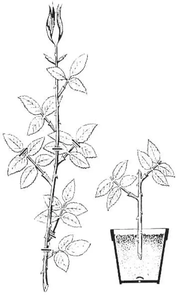 Размножение роз. Черенкование плетистой розы. Плетистая роза черенкование. Плетистые розы размножение черенками летом. Размножение роз черенками летом.