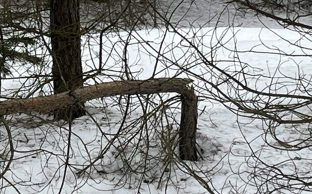 В рязанских лесах риски лесных пожаров растут из-за зимнего снеголома