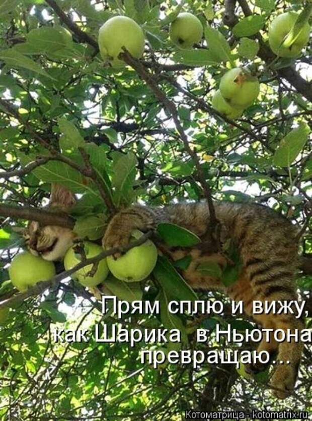 Лучшие котоматрицы недели (50 фото)
