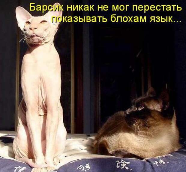 Весёлая котоматрица смех, фото