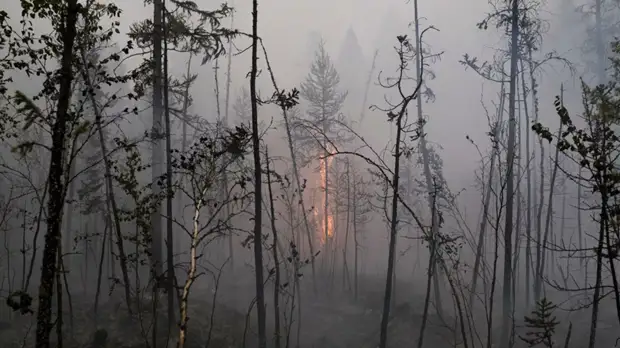В Крыму ввели режим ЧС в районе лесного пожара