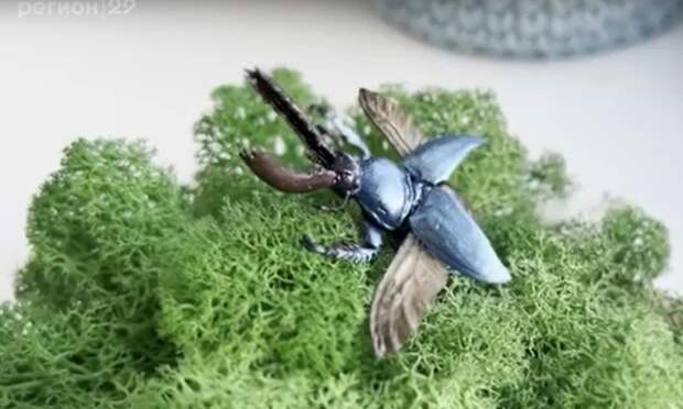 Жительница Вельска создает броши в виде жуков, пауков и бабочек