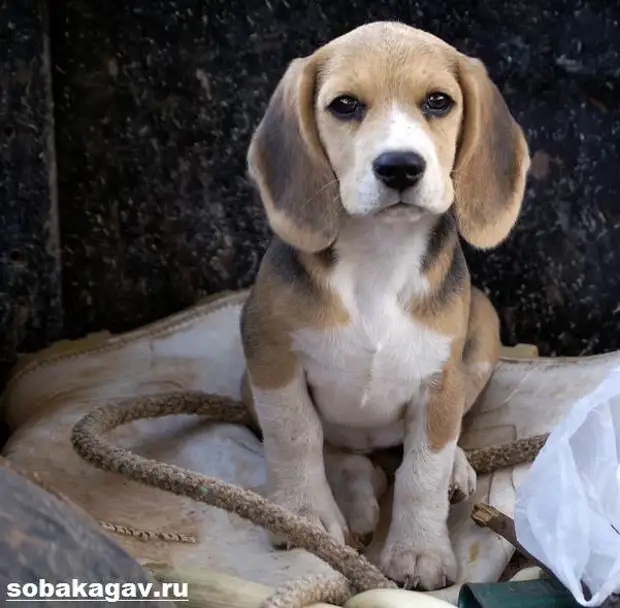 Бигль собака. Описание, особенности, уход и цена бигля