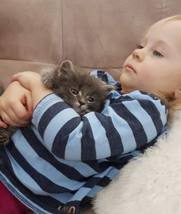 Без кота и жизнь не та