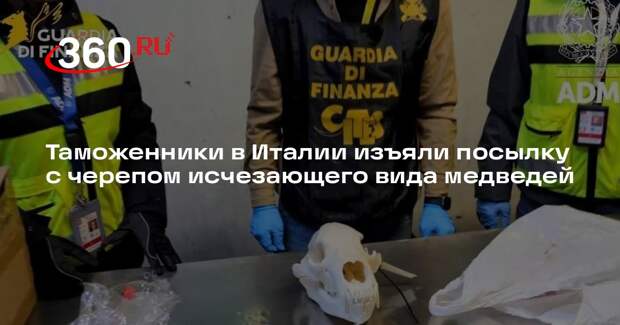 Таможенники в Италии изъяли посылку с черепом исчезающего вида медведей